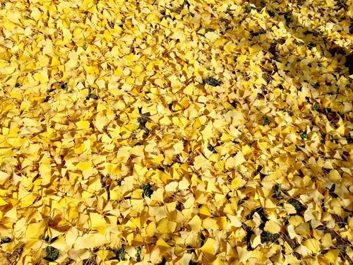 銀杏千年，等候的是秋的思念