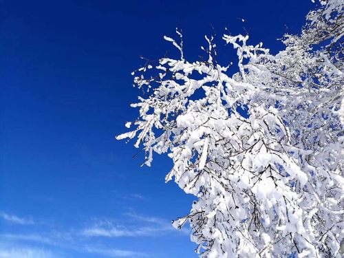 萬(wàn)樹(shù)銀花