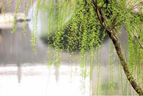 報春的使者--柳樹