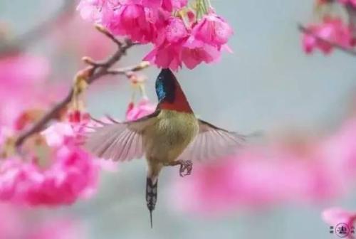 三月細(xì)雨四月開(kāi)