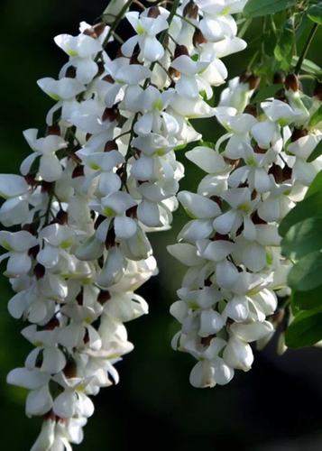 難忘家鄉(xiāng)槐花香