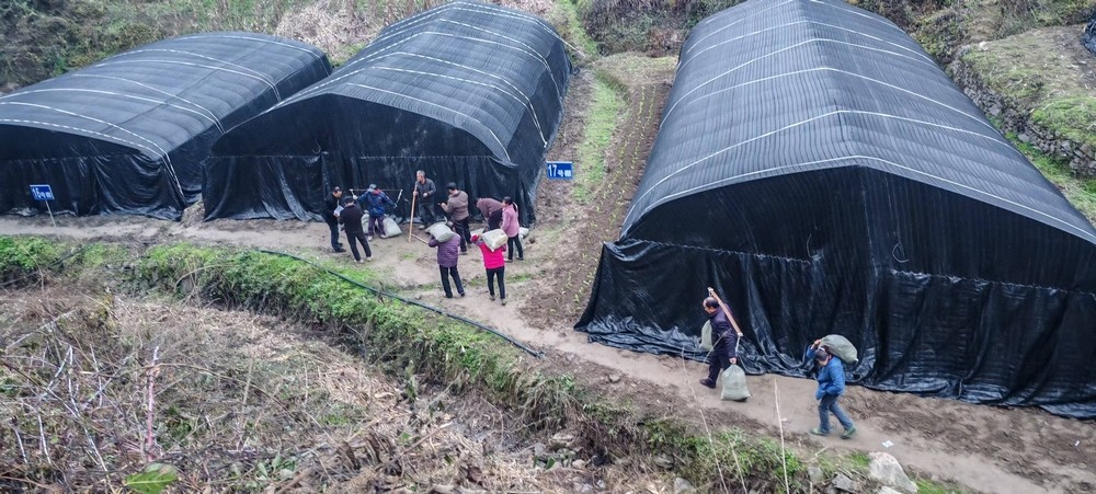 陜煤建設(shè)定點幫扶村：學(xué)哪吒永破萬難   羊肚菌產(chǎn)業(yè)從“菌”疑到豐收蝶變