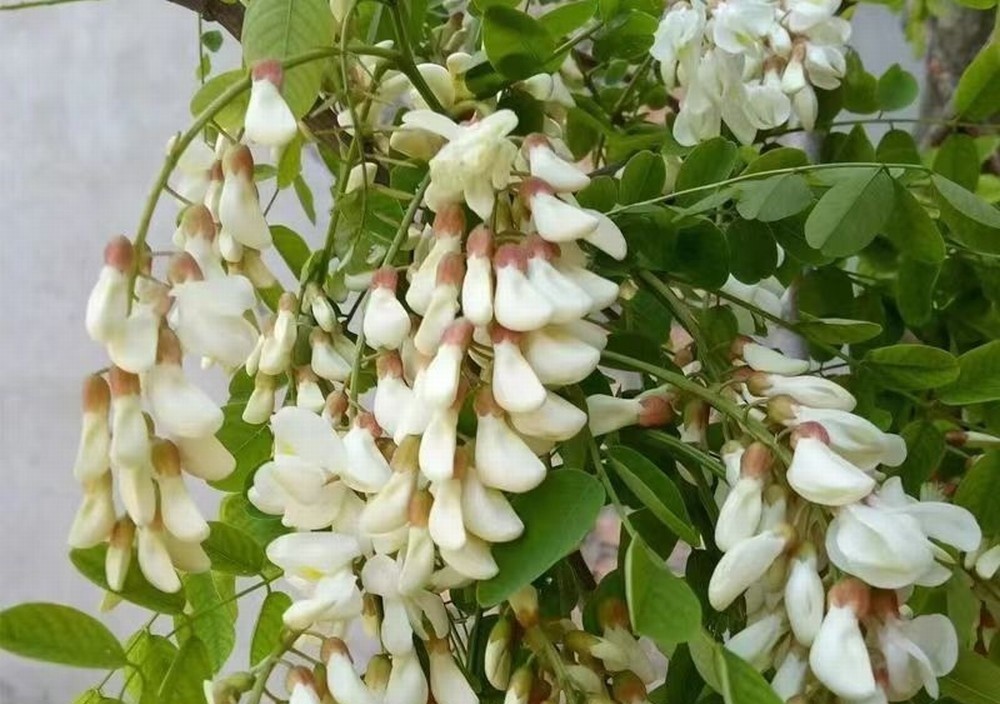走！鉤洋槐花去！