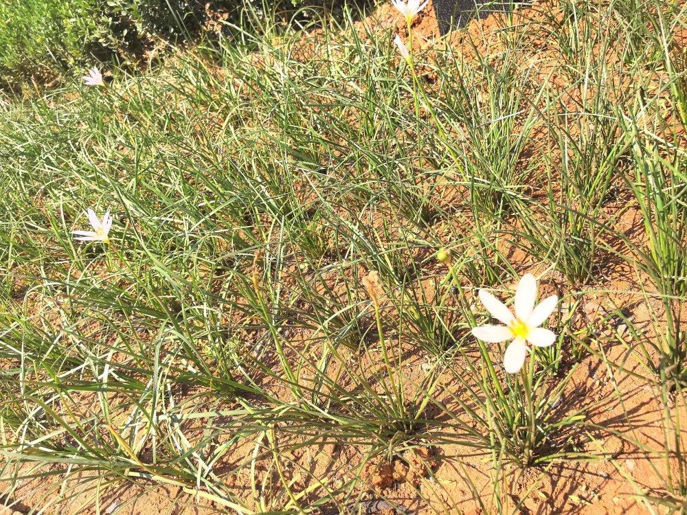 電廠花開時，奮斗自成章