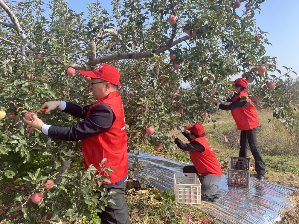 陜煤建設澄合分公司機關黨支部：黨員助農(nóng)采摘忙 蘋果園里踐初心